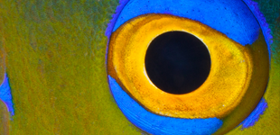 Nudibranch, Sea Slugs, Sea Hares | Bonaire Reef