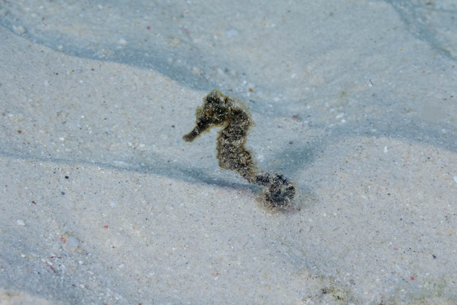 Archive Identification: Baby Seahorse