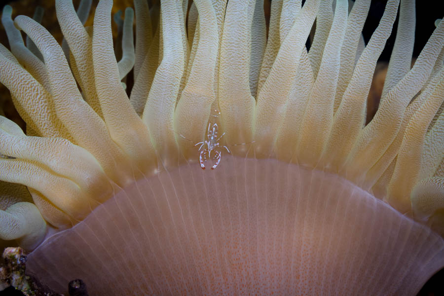 Archive Identification: Cleaner Shrimp on an Anemone