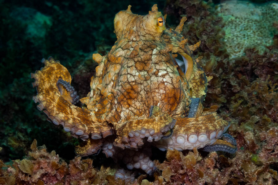 Archive Identification: Common Octopus