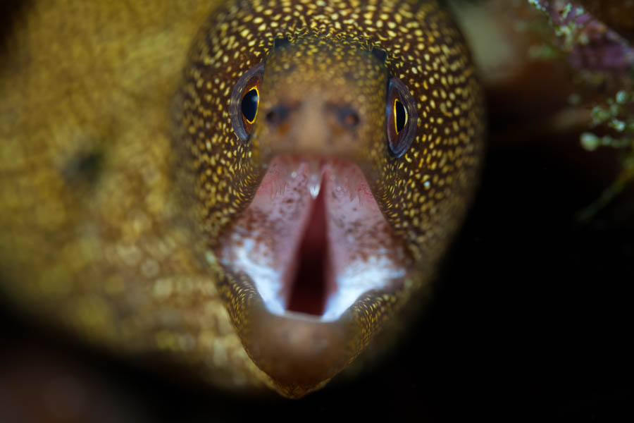 Archive Identification: Goldentail Moray