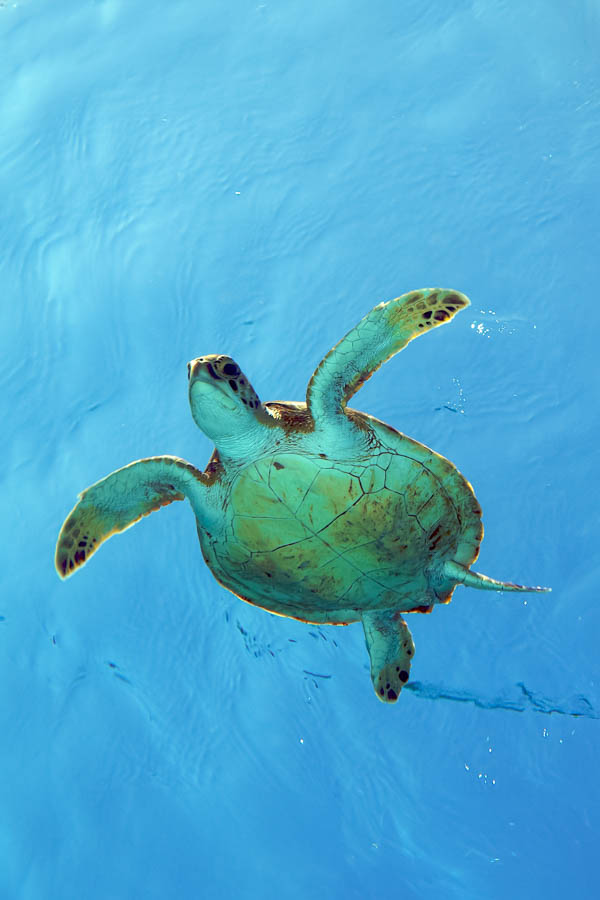 Archive Identification: Green Sea Turtle