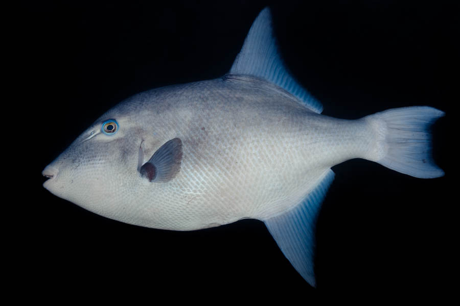 Archive Identification: Ocean Triggerfish