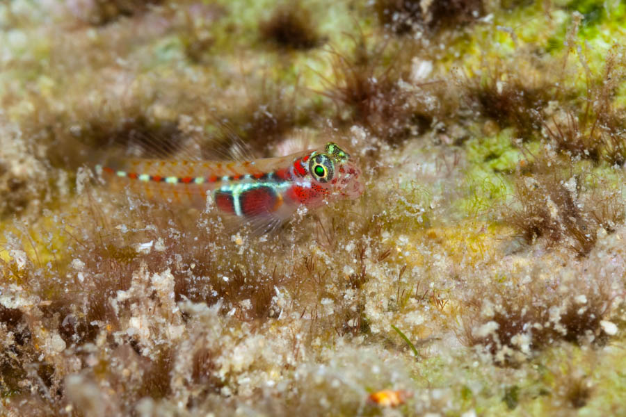 Archive Identification: Orangeside Goby