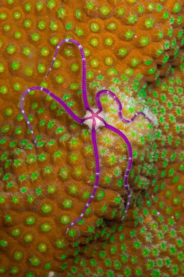 Archive Identification: Purple Brittle Star