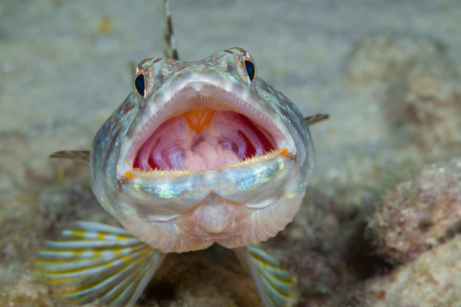 Archive Identification: Sand Diver Yawning