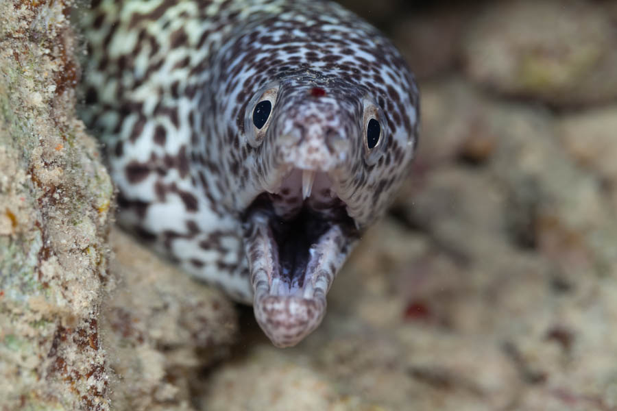 Archive Identification: Spotted Moray showing Teeth