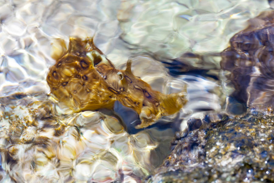 Archive Identification: Spotted Sea Hare