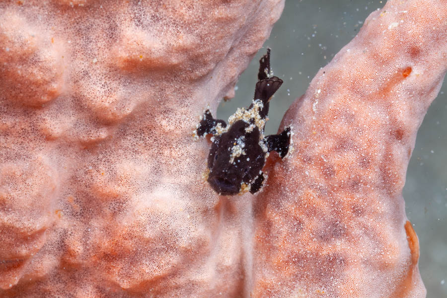 Archive Identification: Tiny Black Frogfish