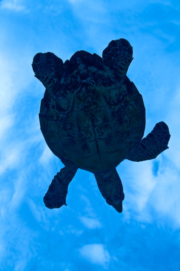 Archive Identification: Turtle Silhouette