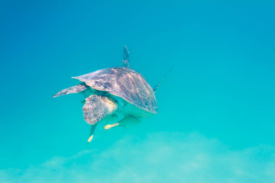 Archive Identification: Green Sea Turtle with Sharksuckers