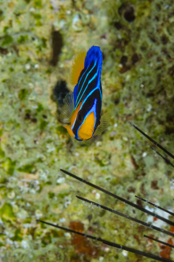 Archive Identification: Juvenile Queen Angelfish