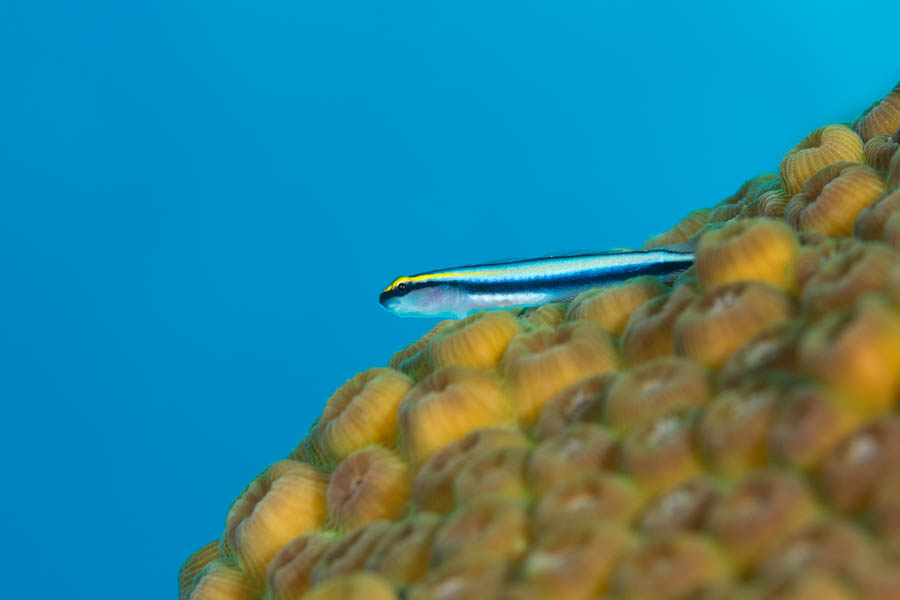 Archive Identification: Sharknose Goby