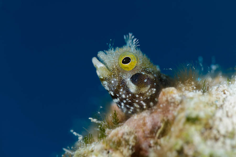 Archive Identification: Spinyhead Blenny