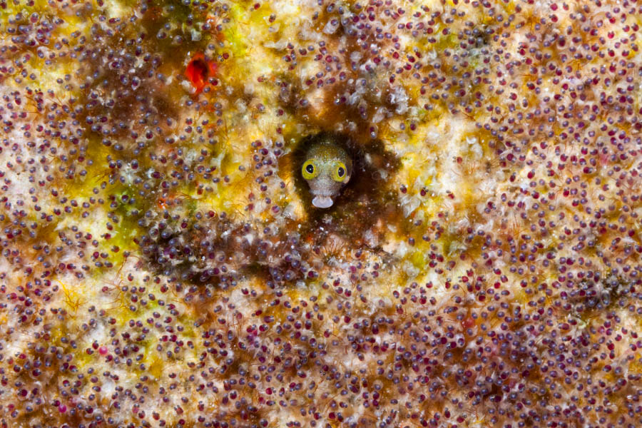 Archive Identification: Spinyhead Blenny with Sergeant Major Eggs