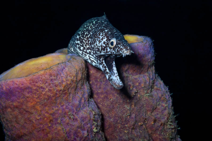Archive Identification: Spotted Moray