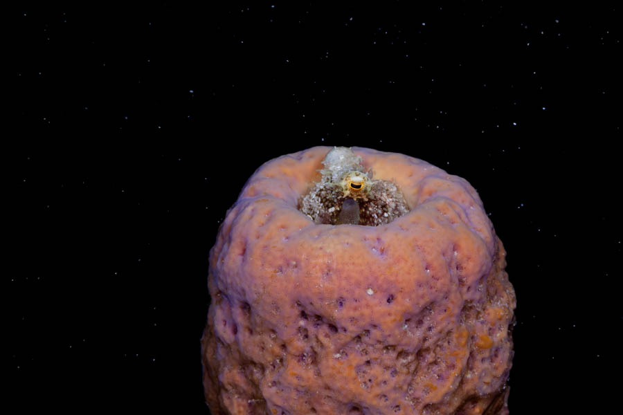 Archive Identification: Two-Spot Octopus in a Tube Sponge