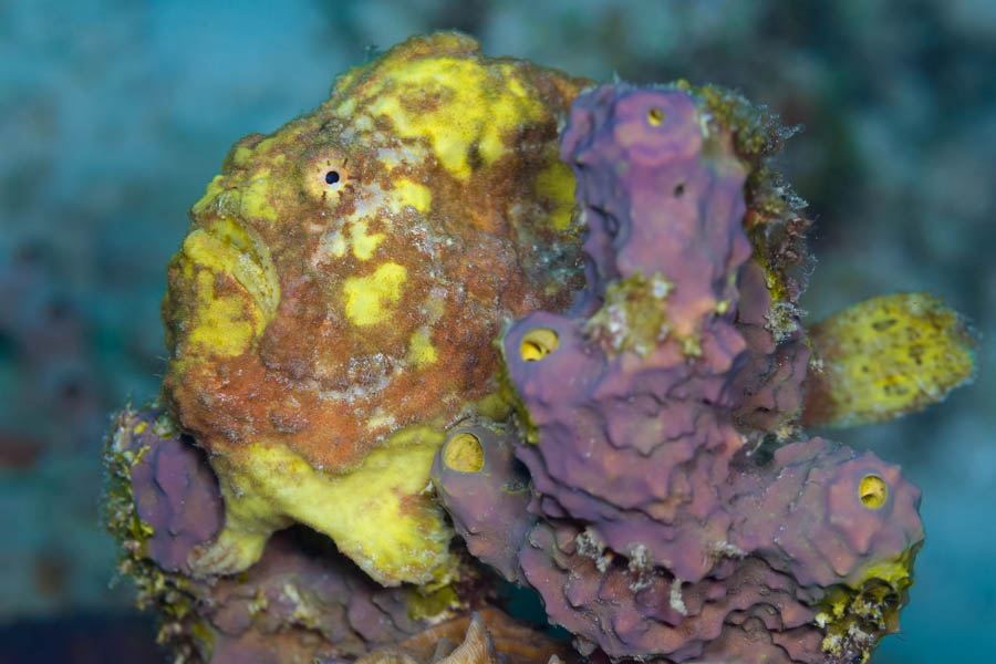 Archive Identification: Yellow Frogfish
