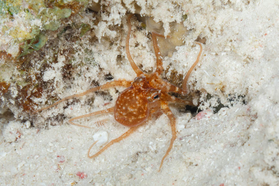 Archive Identification: Caribbean Dwarf Octopus