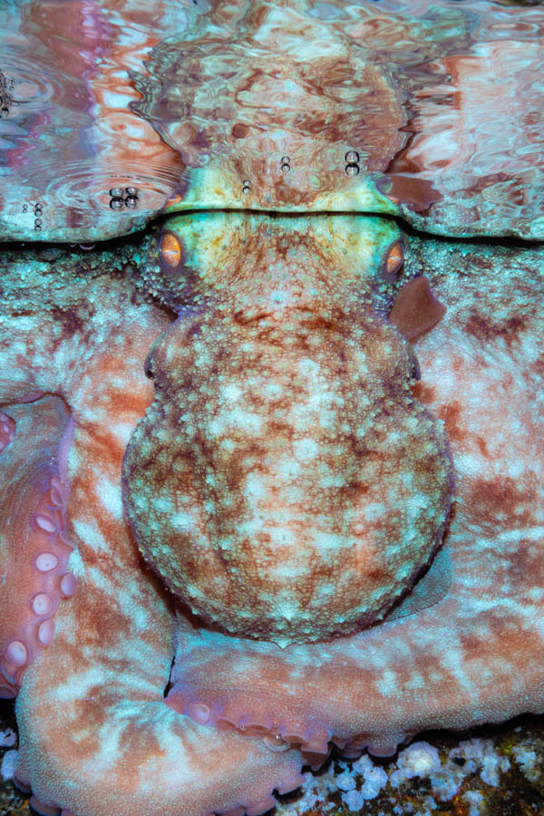 Archive Identification: Caribbean Reef Octopus