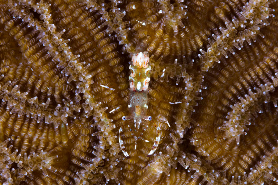 Archive Identification: Clear Cleaner Shrimp