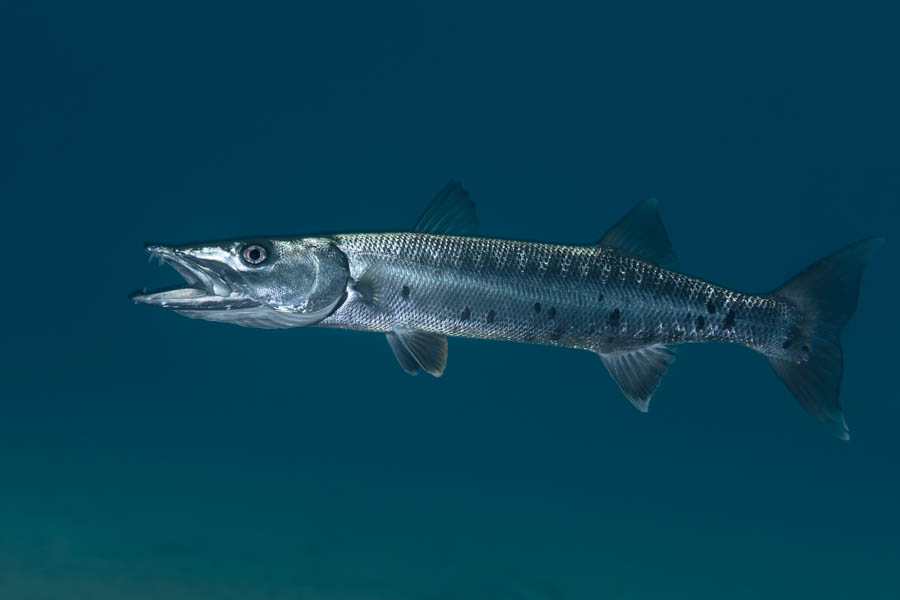 Archive Identification: Great Barracuda