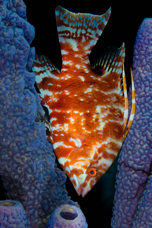 Archive Identification: Hogfish