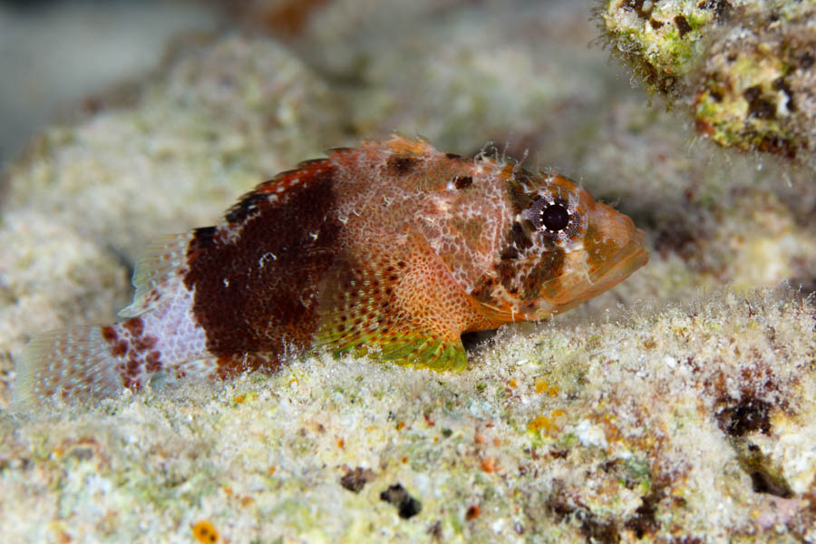Archive Identification: Reef Scorpionfish