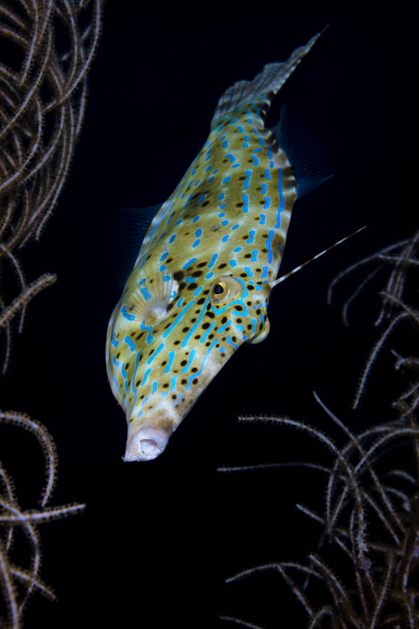 Archive Identification: Scrawled Filefish