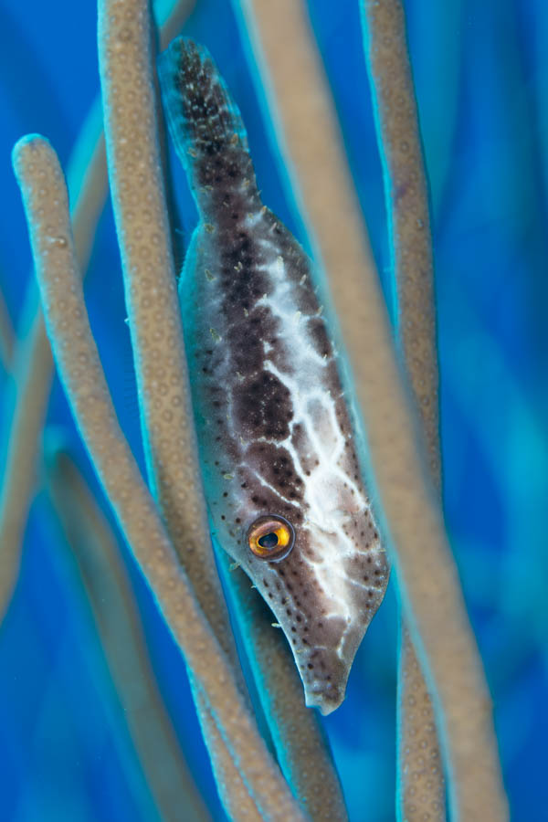 Archive Identification: Slender Filefish