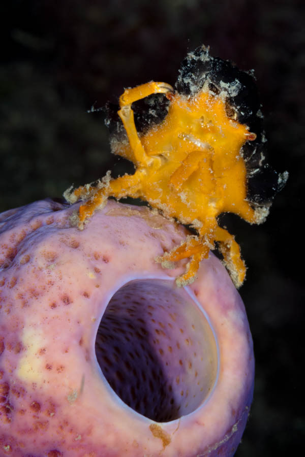 Spongy Decorator Crab Archive - Spongy Decorator Crab