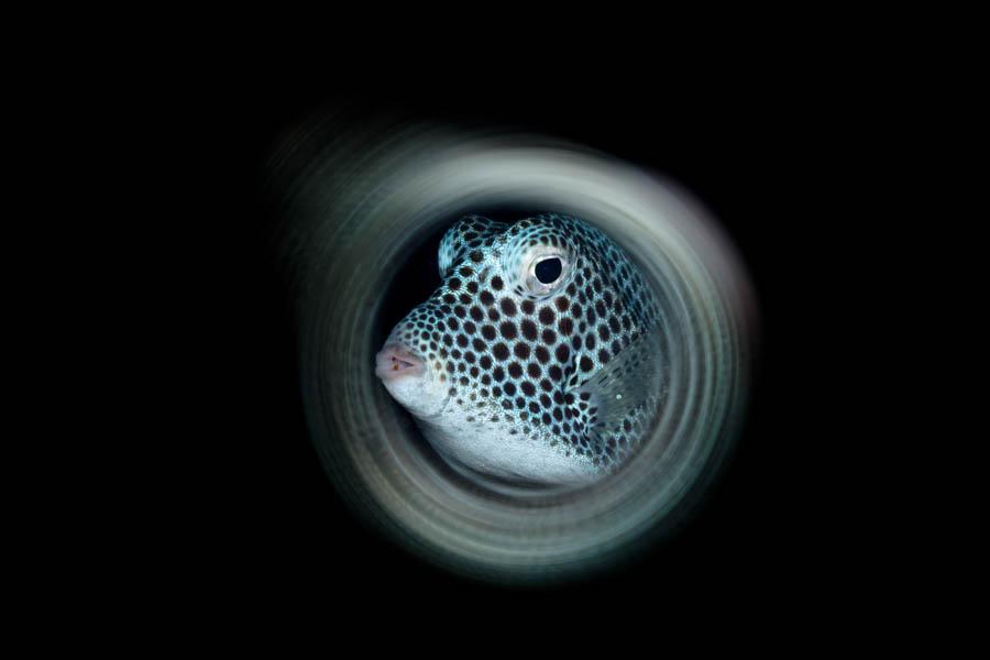 Archive Identification: Spotted Trunkfish