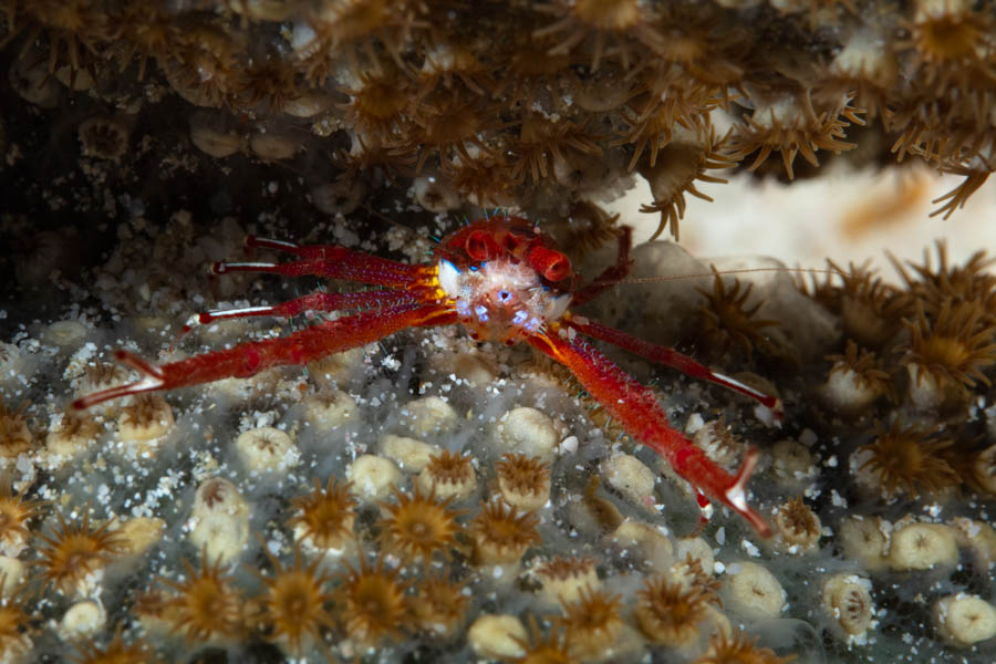 Archive Identification: Squat Lobster