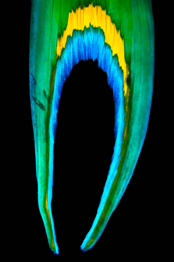 Archive Identification: Stoplight Parrotfish Tail