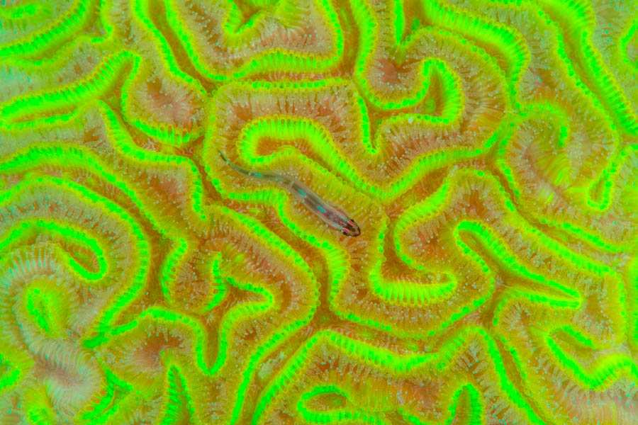 Archive Identification: UV Brain Coral & Goby