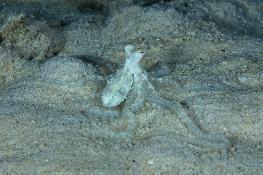 Archive Identification: Atlantic Longarm Octopus