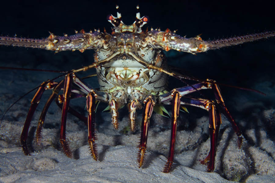 Archive Identification: Caribbean Spiny Lobster