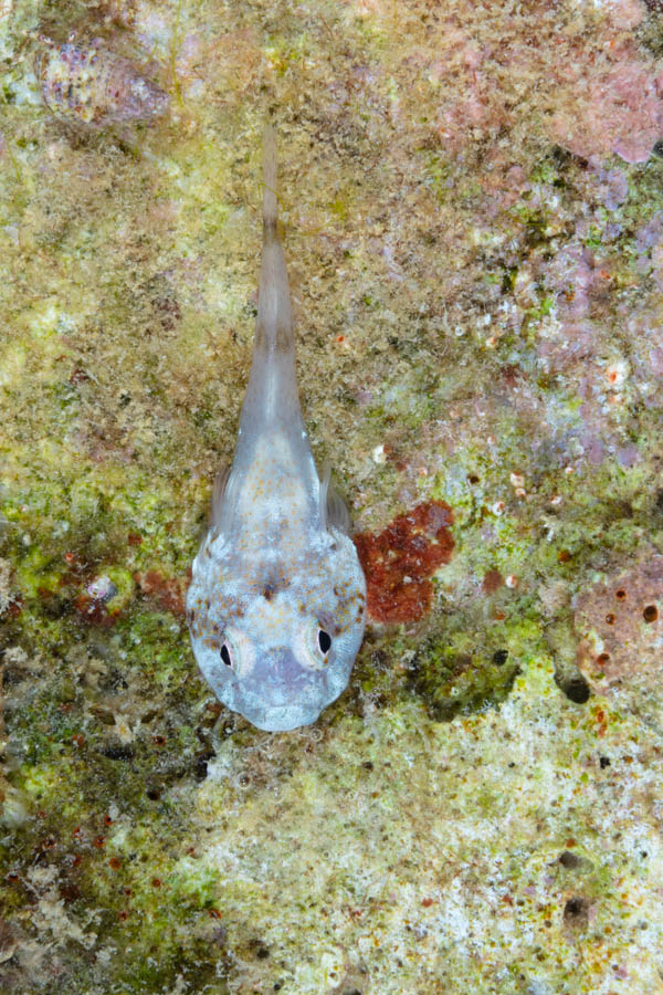 Archive Identification: Clingfish