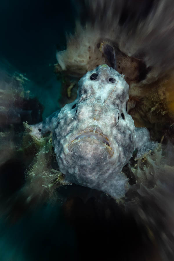 Archive Identification: Gray Frogfish