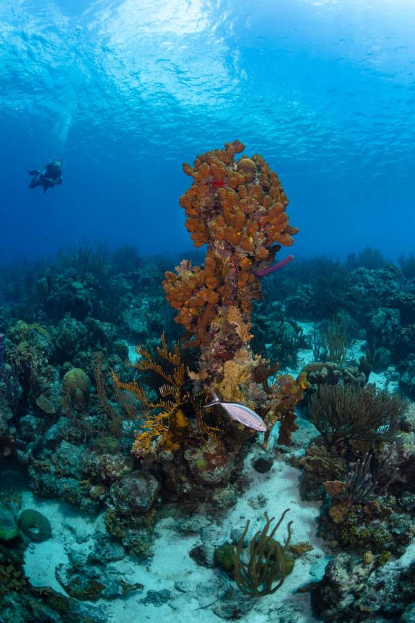 Archive Identification: Huge Coral Pillar