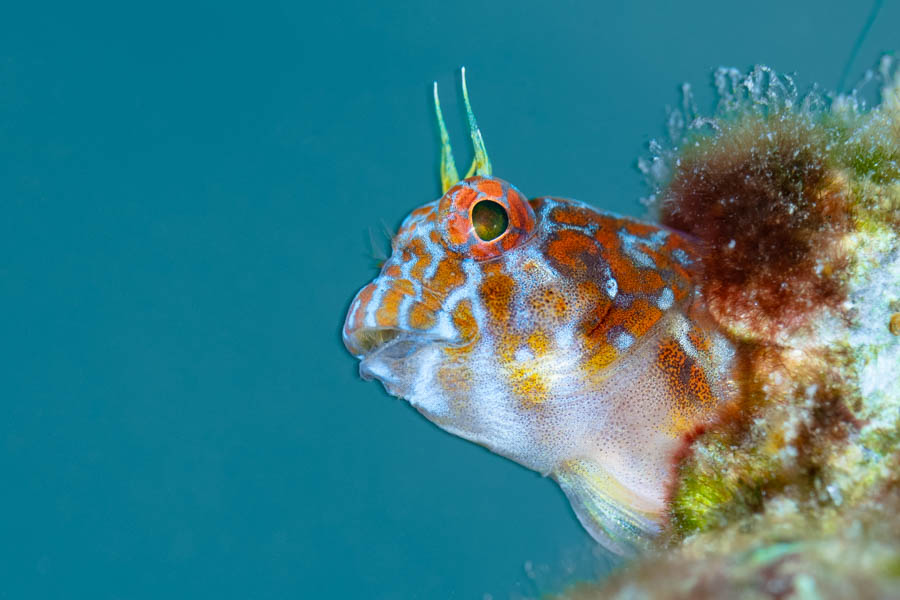 Archive Identification: Orangespotted Blenny