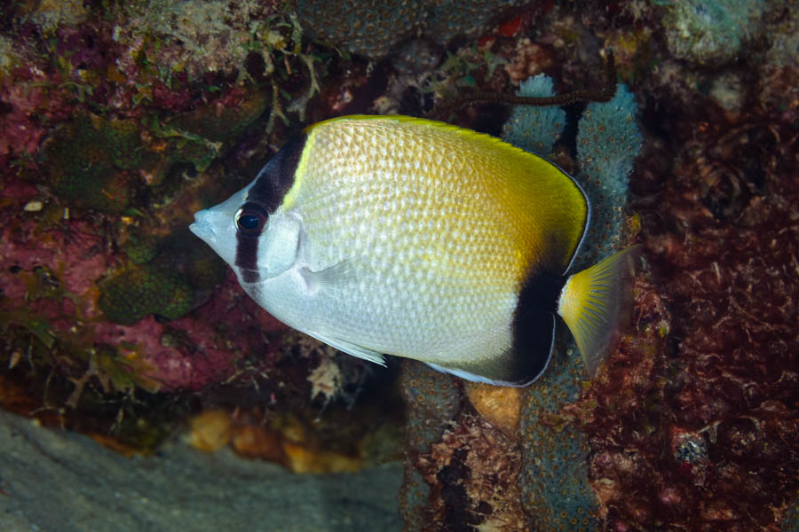 Archive Identification: Reef Butterflyfish