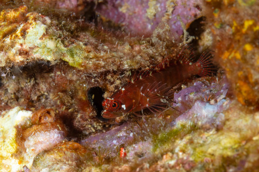 Archive Identification: Ringed Blenny