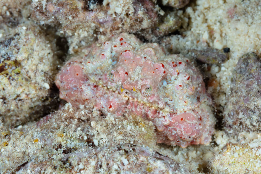 Archive Identification: Rough Box Crab