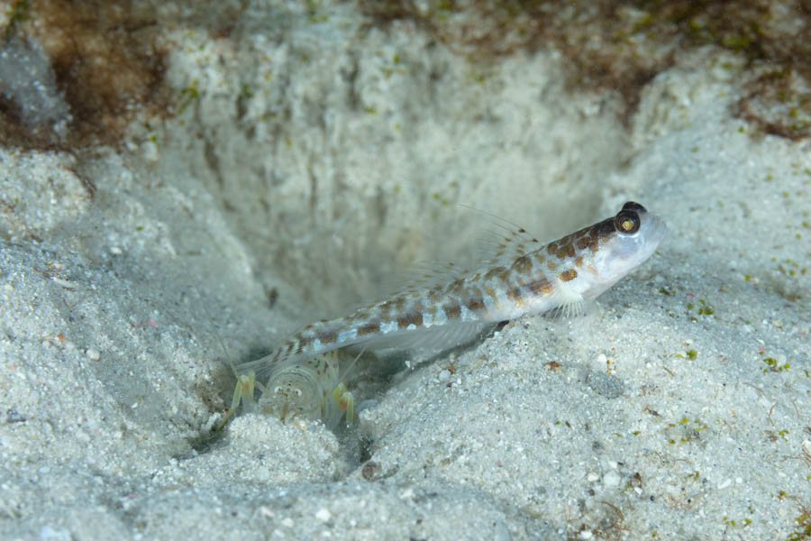 Archive Identification: Sand Snapping Shrimp and Orangespotted Goby