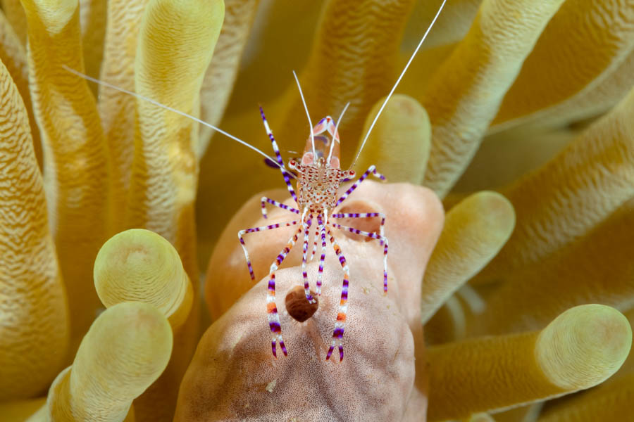 Archive Identification: Spotted Cleaner Shrimp