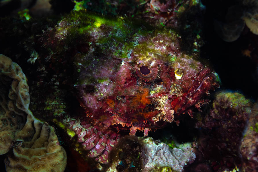 Archive Identification: Spotted Scorpionfish