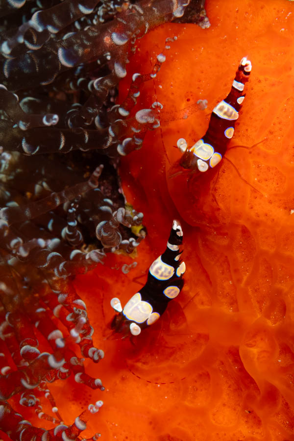 Archive Identification: Squat Anemone Shrimps