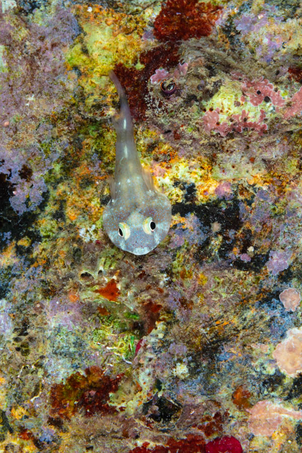 Archive Identification: Tiny Clingfish