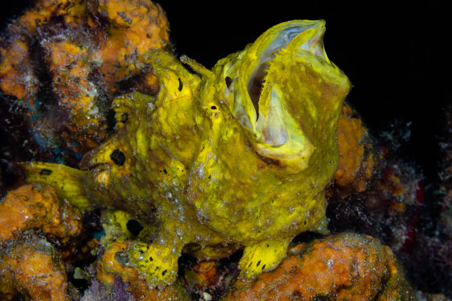 Archive Identification: Yellow Longlure Frogfish